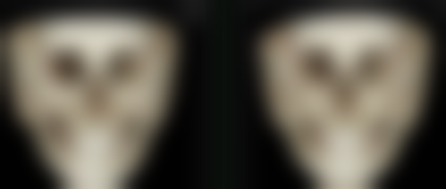 植物根毛的发生、发育及养分吸收与种植毛发的关联