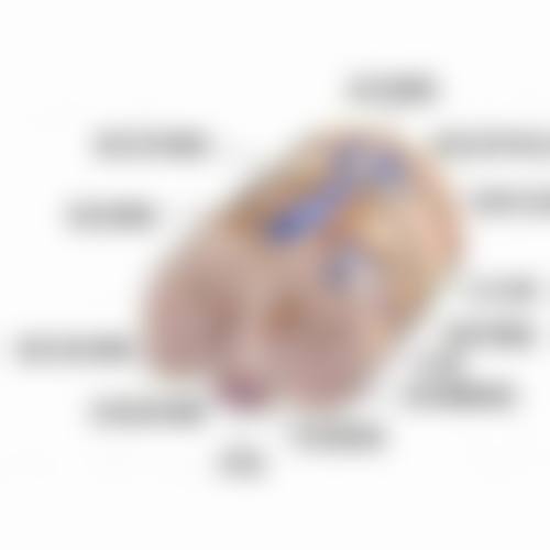 不同植发技术的费用及特点