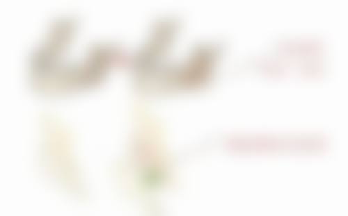 打瘦脸针